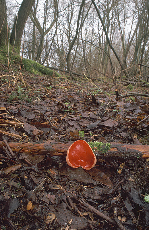 Sarcoscypha austriaca